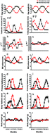 Graphical abstract: Circadian versus circannual rhythm in the photoperiodic programming of seasonal responses in Eurasian tree sparrow (Passer montanus)