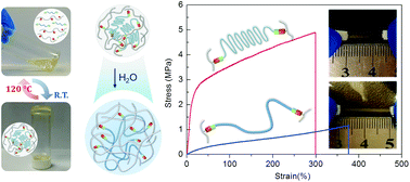 Graphical abstract: Poly(ethylene-co-propylene)/poly(ethylene glycol) elastomeric hydrogels with thermoreversibly cross-linked networks