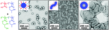 Graphical abstract: Rationally designed anionic diblock copolymer worm gels are useful model systems for calcite occlusion studies