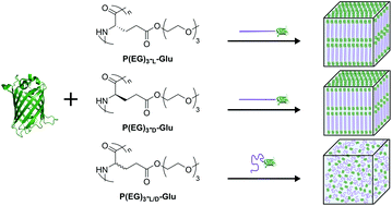 Graphical abstract: Secondary structure drives self-assembly in weakly segregated globular protein–rod block copolymers