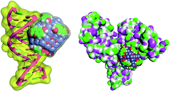 Graphical abstract: Fluorescent delivery vehicle containing cobalt oxide–umbelliferone nanoconjugate: DNA/protein interaction studies and anticancer activity on MF7 cancer cell line