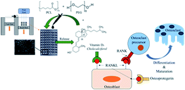 Graphical abstract: Effects of vitamin D3 release from 3D printed calcium phosphate scaffolds on osteoblast and osteoclast cell proliferation for bone tissue engineering