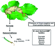 Graphical abstract: Antimicrobial peptides from Bombyx mori: a splendid immune defense response in silkworms