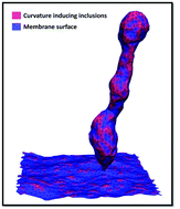 Graphical abstract: Fluctuations and conformational stability of a membrane patch with curvature inducing inclusions