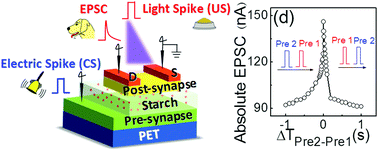 Graphical abstract: Bio-polysaccharide electrolyte gated photoelectric synergic coupled oxide neuromorphic transistor with Pavlovian activities