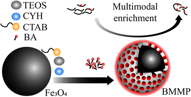 Graphical abstract: Boronic acid-functionalized mesoporous magnetic particles with a hydrophilic surface for the multimodal enrichment of glycopeptides for glycoproteomics