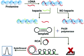 Graphical abstract: A rolling circle amplification based platform for ultrasensitive detection of heparin