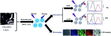 Graphical abstract: Hydrothermal synthesis of Auricularia auricula derived nitrogen, phosphorus-doped carbon dots and application in Ag(i) and 4-nitrophenol detection and bioimaging