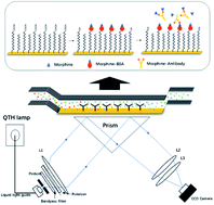 Graphical abstract: Detection of morphine in urine based on a surface plasmon resonance imaging immunoassay