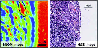Graphical abstract: A de-waxing methodology for scanning probe microscopy