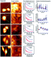Graphical abstract: Dynamic mechanics of HK-2 cell reaction to HG stimulation studied by atomic force microscopy