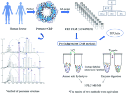 Graphical abstract: Development of a primary reference material of natural C-reactive protein: verification of its natural pentameric structure and certification by two isotope dilution mass spectrometry