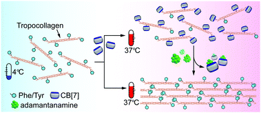 Graphical abstract: Beyond temperature: controlling collagen fibrillogenesis under physiological conditions via interaction with cucurbit[7]uril