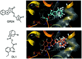 Graphical abstract: Development of potent inhibitors for strigolactone receptor DWARF 14