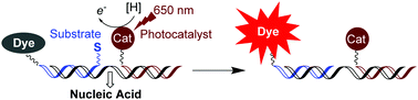 Graphical abstract: Red light-triggered photoreduction on a nucleic acid template