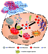 Graphical abstract: Mitochondria-localized in situ generation of rhodamine photocage with fluorescence turn-on enabling cancer cell-specific drug delivery triggered by green light