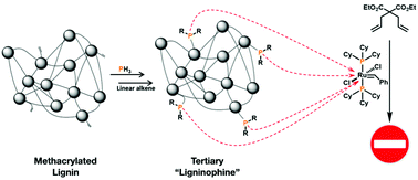 Graphical abstract: “Lignophines”: lignin-based tertiary phosphines with metal-scavenging ability