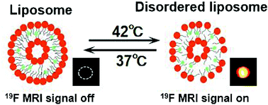 Graphical abstract: Efficient temperature-feedback liposome for 19F MRI signal enhancement