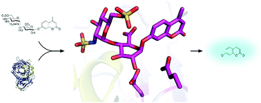 Graphical abstract: Structural insights into heparanase activity using a fluorogenic heparan sulfate disaccharide