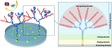 Graphical abstract: Antifouling biosensors for reliable protein quantification in serum based on designed all-in-one branched peptides