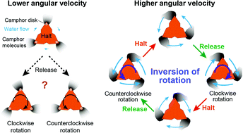 Graphical abstract: Inversion probability of three-bladed self-propelled rotors after forced stops of different durations