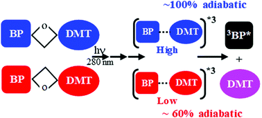 Graphical abstract: Regiochemical memory in the adiabatic photolysis of thymine-derived oxetanes. A combined ultrafast spectroscopic and CASSCF/CASPT2 computational study