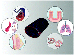 Graphical abstract: Microfluidic lumen-based systems for advancing tubular organ modeling
