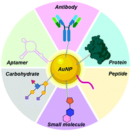 Graphical abstract: Active targeting of gold nanoparticles as cancer therapeutics