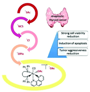 Graphical abstract: Cationic carboxylate and thioacetate ruthenium(ii) complexes: synthesis and cytotoxic activity against anaplastic thyroid cancer cells