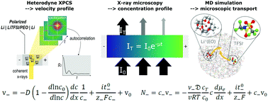 Graphical abstract: Concentration and velocity profiles in a polymeric lithium-ion battery electrolyte