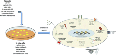 Graphical abstract: Systematic bioinformatic analysis of nutrigenomic data of flavanols in cell models of cardiometabolic disease