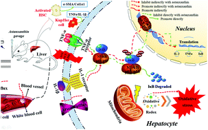 Graphical abstract: Inflammation response after the cessation of chronic arsenic exposure and post-treatment of natural astaxanthin in liver: potential role of cytokine-mediated cell–cell interactions