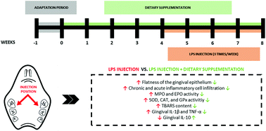 Graphical abstract: Impact of citrus flavonoid supplementation on inflammation in lipopolysaccharide-induced periodontal disease in mice