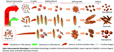 Graphical abstract: Super-stable, solvent-resistant and uniform lignin nanorods and nanospheres with a high yield in a mild and facile process