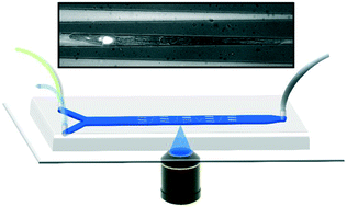 Graphical abstract: An in vivo microfluidic study of bacterial transit in C. elegans nematodes
