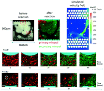 Graphical abstract: Microfluidic flow-through reactor and 3D Raman imaging for in situ assessment of mineral reactivity in porous and fractured porous media
