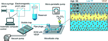 Graphical abstract: Flow shear stress controls the initiation of neovascularization via heparan sulfate proteoglycans within a biomimetic microfluidic model