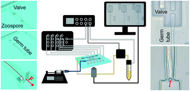 Graphical abstract: Microfluidic platform for integrated compartmentalization of single zoospores, germination and measurement of protrusive force generated by germ tubes