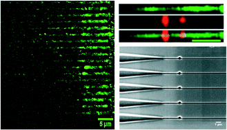 Graphical abstract: Thermoplastic nanofluidic devices for identifying abasic sites in single DNA molecules