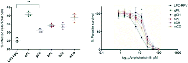 Graphical abstract: Leishmania infantum isolates exhibit high infectivity and reduced susceptibility to amphotericin B