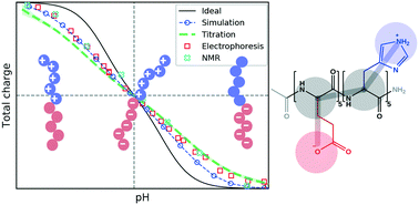 Graphical abstract: Quantitative prediction of charge regulation in oligopeptides