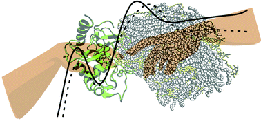 Graphical abstract: Shape factors in the binding of soft fluorescent nanoshuttles with target receptors
