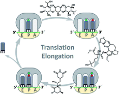 Graphical abstract: Natural products targeting the elongation phase of eukaryotic protein biosynthesis