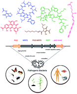 Graphical abstract: Bacterial pathogens: threat or treat (a review on bioactive natural products from bacterial pathogens)