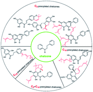 Graphical abstract: Naturally occurring prenylated chalcones from plants: structural diversity, distribution, activities and biosynthesis