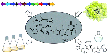 Graphical abstract: Bottromycins - biosynthesis, synthesis and activity