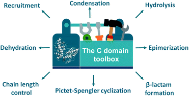 Graphical abstract: Beyond peptide bond formation: the versatile role of condensation domains in natural product biosynthesis