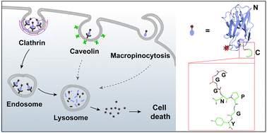 Graphical abstract: Protein labeling approach to improve lysosomal targeting and efficacy of antibody–drug conjugates