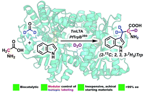 Graphical abstract: Modular control of l-tryptophan isotopic substitution via an efficient biosynthetic cascade