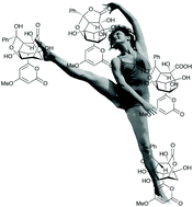 Graphical abstract: The chemical gymnastics of enterocin: evidence for stereodivergence in Nature